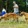 «Ясная Поляна» объявила конкурс детского рисунка «Охотничья собака Льва Толстого»