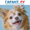 Хозяйка чихуахуа выплатит более 50 тыс. руб. за проделку своего питомца в поезде