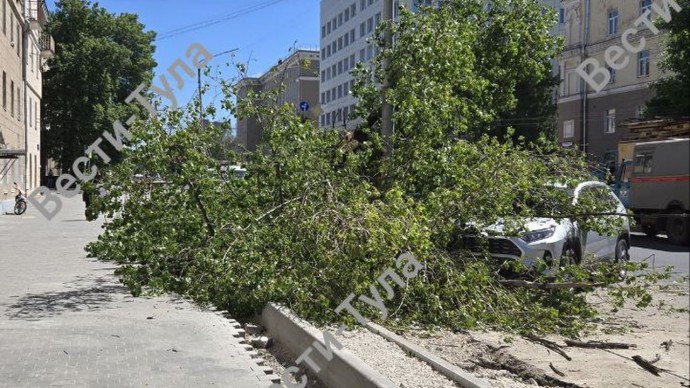 В Туле на Болдина упало дерево: пострадали два автомобиля