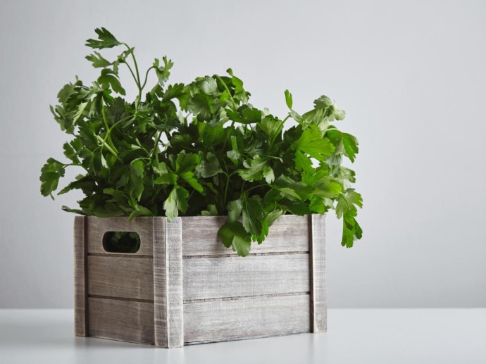 Шпинат даёт зелень через 3–4 недели после посева Шпинат даёт зелень через 3–4 недели после посева