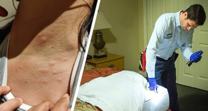 Египет под атакой клопов: российских туристов массово кусают паразиты в отелях Хургады и Шарм-эль-Шейха