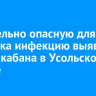 Смертельно опасную для человека инфекцию выявили в мясе кабана в Усольском районе