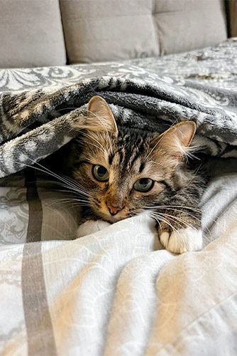 Около 200 животных из городских приютов нашли хозяев на выставках-пристройствах с начала года