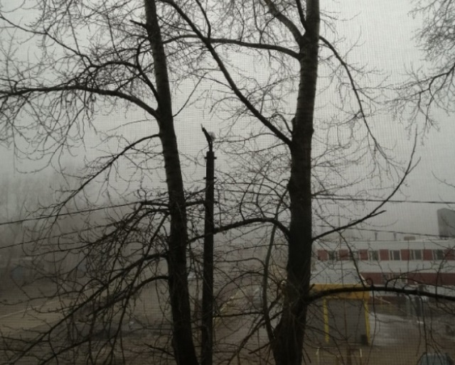 МЧС: 21 октября в Мордовии ожидается туман в утренние часы