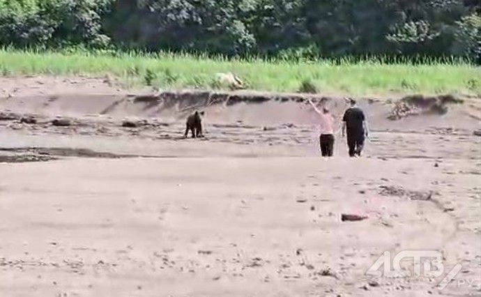 На Сахалине "пьяный герой" забрасывал медведя палками и камнями