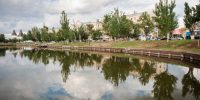 На Лебедином озере в Астрахани поселились 8 лебедей