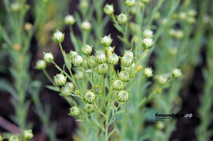 Аграрии получат дополнительную поддержку на научно-технические проекты