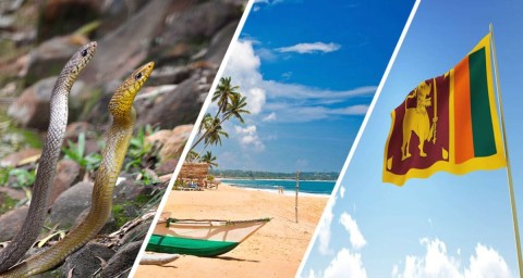 Шри-Ланка: российские туристы в панике из-за нашествия двухметровых змей в отелях