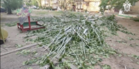 В Астрахани рухнувшее дерево заблокировало выезд с парковки