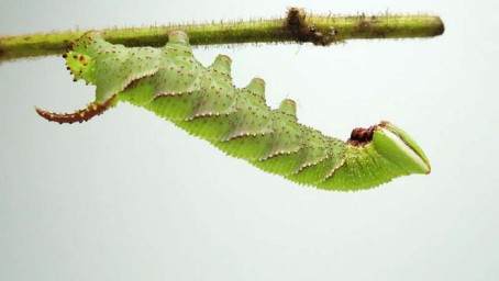 Голос гусениц