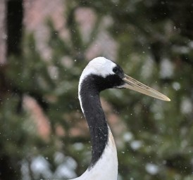12 января Ленинградский зоопарк закроют на санитарный день