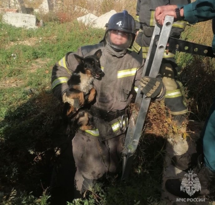 В Чите пожарные спасли собаку из колодца