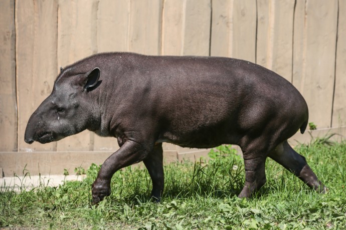 Тапир-долгожитель Сью из Московского зоопарка умерла в 37 лет