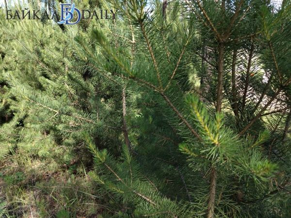 Житель Бурятии незаконно вырубил деревья почти на 200 тысяч рублей