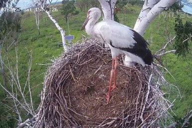 После гибели птенца в аистином гнезде амурчане предложили изъять выжившего «малыша»