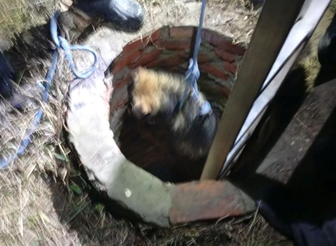 В Пензенской области от страшной гибели спасли собаку В Пензенской области от страшной гибели спасли собаку