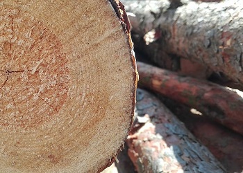 Более 500 амурских ветеранов получили выплаты на покупку дров и угля