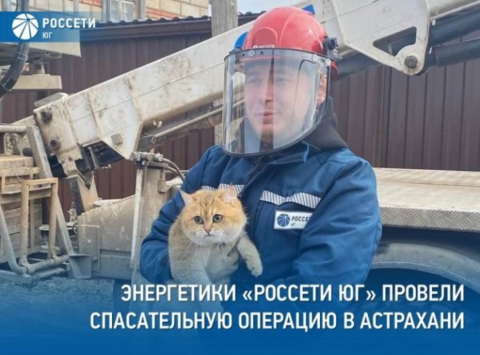 "Электрического" кота спасли в Астрахани 