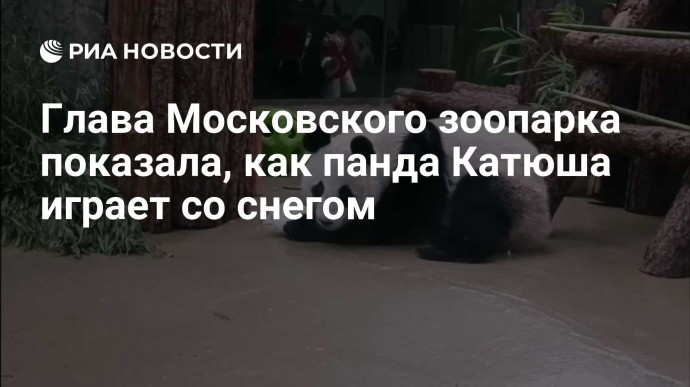 Глава Московского зоопарка показала, как панда Катюша играет со снегом