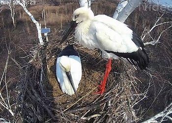 У пары аистов Амура и Зеи начали вылупляться птенцы