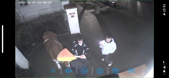 Полиция ищет хулиганов, укравших у коровы в Костроме сыр