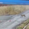 В Приморье тигр прогуливался рядом с крупным свинокомплексом
