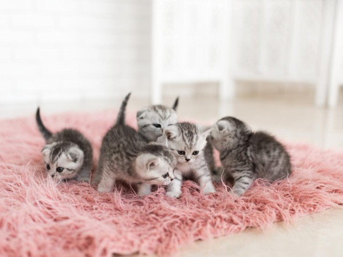 Поедание потомства у животных повышает выживаемость вида — эколог Босе