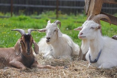 В Россию запретили ввозить болгарских и румынских коз