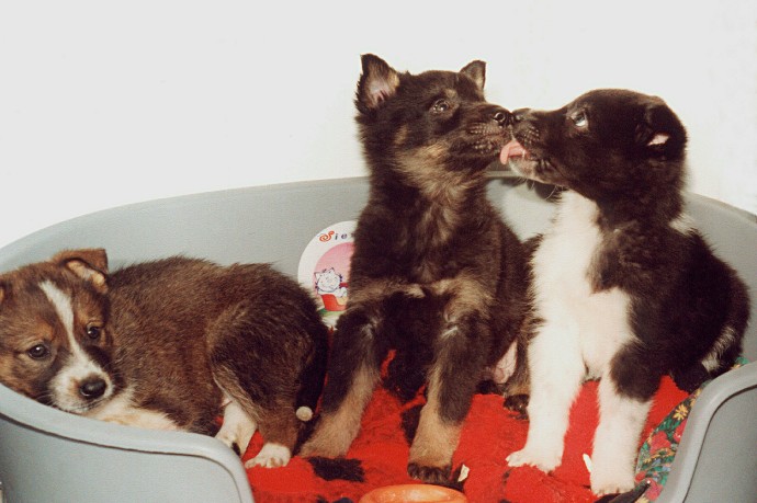 В СФ призвали навести порядок в сфере разведения домашних животных