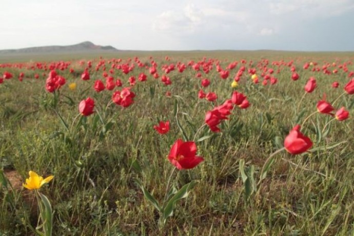 Легендарный фестиваль тюльпанов  пройдет в Астраханской области 