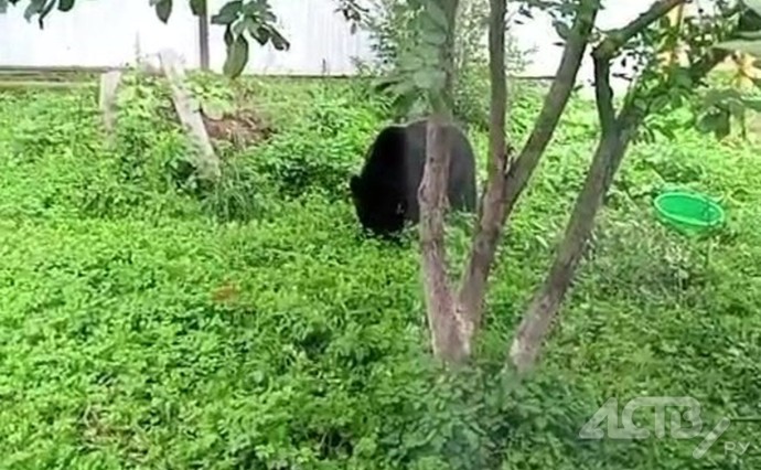 Сахалинских медведей в СНТ привлекают яблони и груши
