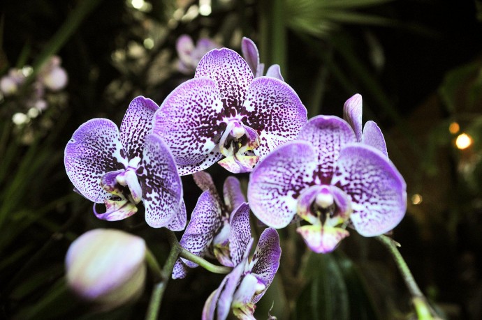 Орхидеи мира: от тропиков до пробирки