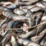 В Астрахани нашли подпольный рыбный склад на 115 тонн