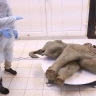 Опасное прошлое: древнейшее микробное ДНК ворвалось в наш мир