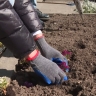 За неделю в Петербурге высадили более 500 тысяч цветов