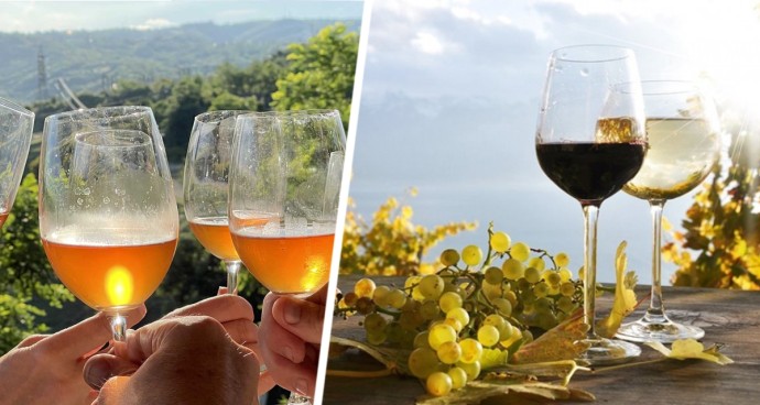 Michelin запускает новую награду за винный туризм: «Виноградники Мишлен» стартуют в 2026 году