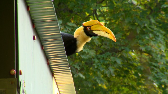 Как в Петербурге ловили большого индийского калао — полная хроника спасения птицы Шанти Как в Петербурге ловили большого индийского калао — полная хроника спасения птицы Шанти