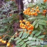 В Приамурье вернется июльское тепло
