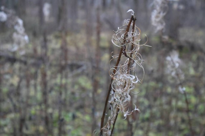 ​Метеорологи прогнозируют новую волну тепла в Пермском крае