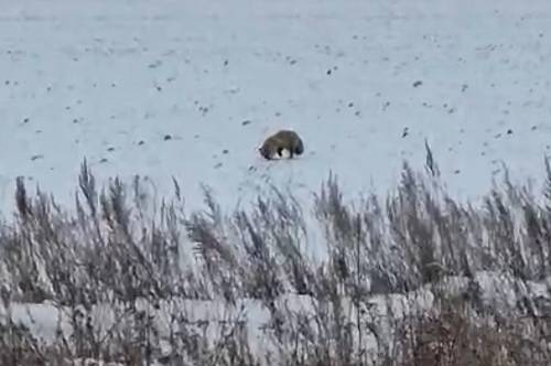 В Приамурье на видео попала лиса, которая охотилась на мышей