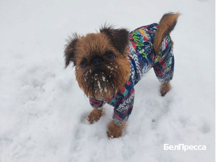 Тёплые лапы и здоровая шерсть. Как помочь питомцу пережить зиму