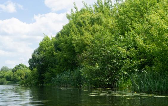 Пруд в Ноздрачево Курского района пообещали восстановить после ремонта ГТС