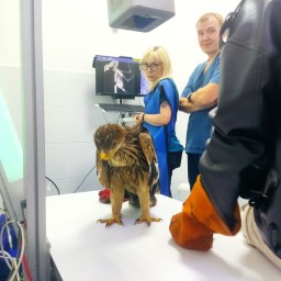 Стало известно о состоянии раненого птенца орла-могильника в Уфе