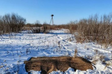 В Муравьевском парке Приамурья подкармливают косуль