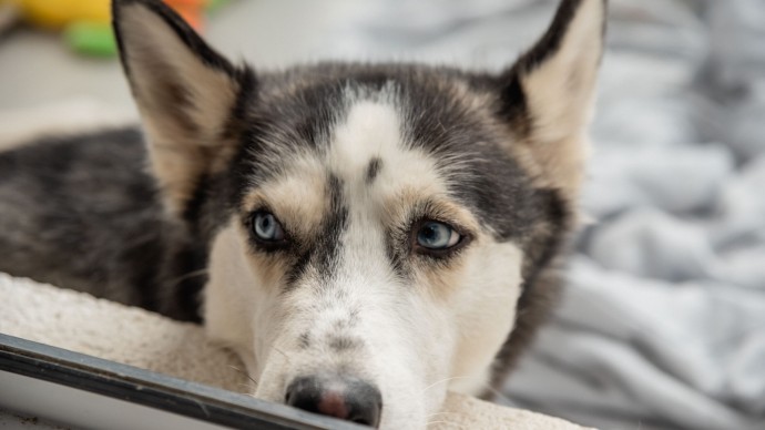 Главное — забота и терпение: ветеринар рассказал, как помочь питомцам пережить новогоднюю ночь