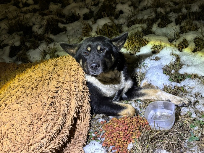 Новгородские полицейские помогли спасти собаку, которая замерзала в снегу