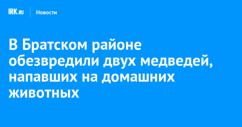 В Братском районе обезвредили двух медведей, напавших на домашних животных