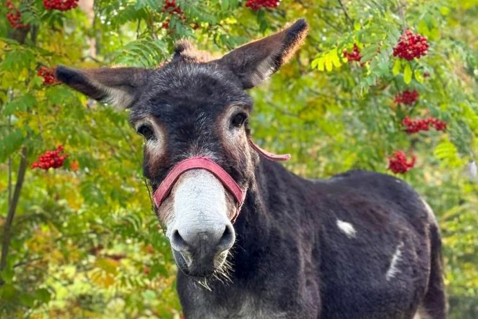 Ослика Жорика, прибывшего из зоны СВО, поселили в Московском зоопарке Ослика Жорика, прибывшего из зоны СВО, поселили в Московском зоопарке