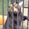 Самое милое видео дня: медведь играет с мячом в Сахалинском зоопарке