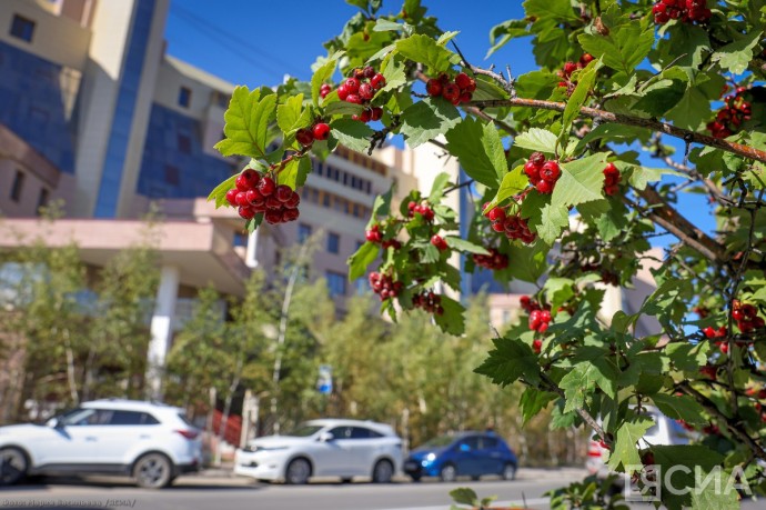 Как долго сохранится теплая погода в Якутии, рассказали в УГМС